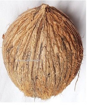 fully husked coconut