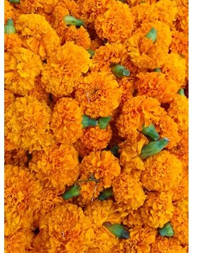 Marigold Flower Orange